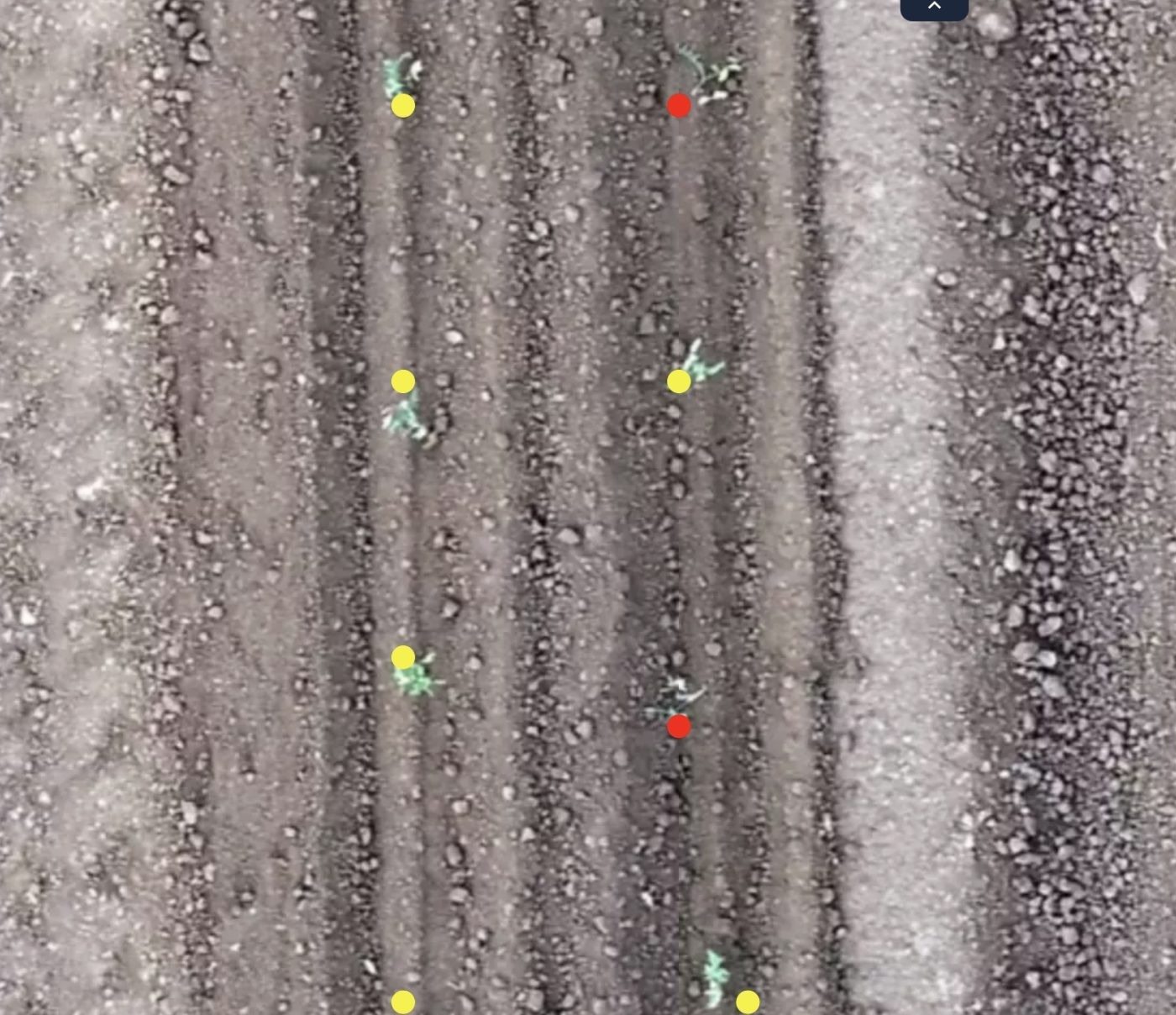 One point per plant, with gaps marked along the row — source